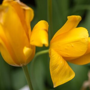 TULIPA MUSCADET, TULIPANO MUSCADET, GRUPPO SINGOLO, LILIACAEAE - 7560