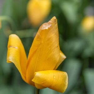 TULIPA MUSCADET, TULIPANO MUSCADET, GRUPPO SINGOLO, LILIACAEAE - 7561