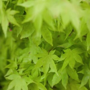 ACER PALMATUM - SUMMER GOLD - ACERACEAE - 1599