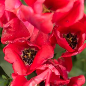 TULIPA NIIGATA, TULIPANO NIIGATA, GRUPPO DARWIN, LILIACAEAE - 7557