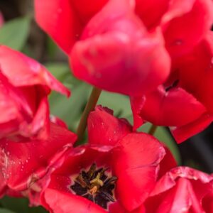 TULIPA NIIGATA, TULIPANO NIIGATA, GRUPPO DARWIN, LILIACAEAE - 7558