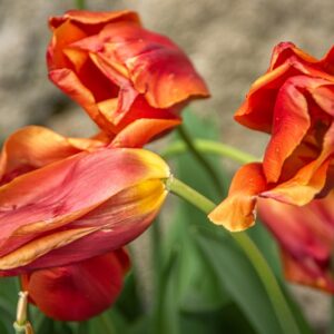 TULIPA ORANGE JUICE, TULIPANO ORANGE JUICE, GRUPPO TRIONFO, LILIACAEAE - 7461