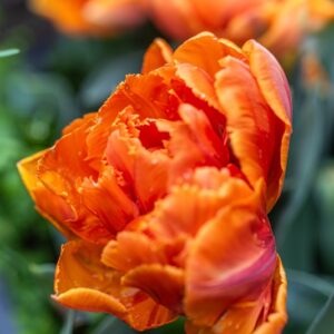 TULIPA ORANGE PRINCESS, TULIPANO ORANGE PRINCESS, GRUPPO DOPPIO, LILIACAEAE - 7603