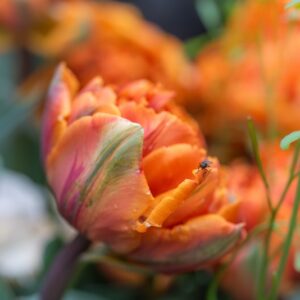 TULIPA ORANGE PRINCESS, TULIPANO ORANGE PRINCESS, GRUPPO DOPPIO, LILIACAEAE-7605