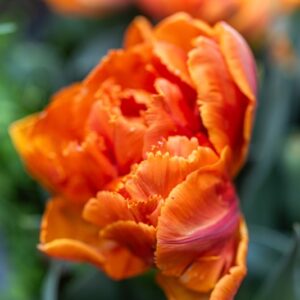 TULIPA ORANGE PRINCESS, TULIPANO ORANGE PRINCESS, GRUPPO DOPPIO, LILIACAEAE - 7604