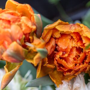 TULIPA ORANGE PRINCESS, TULIPANO ORANGE PRINCESS, GRUPPO DOPPIO, LILIACAEAE - 7606