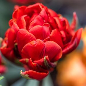 TULIPA ORANGE SKY, TULIPANO ORANGE SKY, GRUPPO DOPPIO, LILIACAEAE - 7555