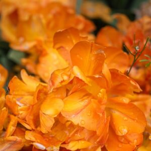 TULIPA ORCA, TULIPANO ORCA, GRUPPO DOPPIO, LILIACAEAE - 7549