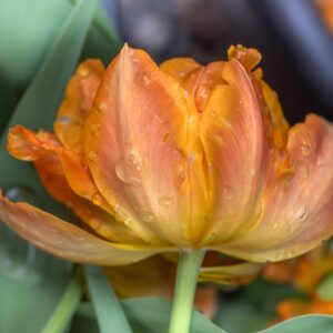 TULIPA ORCA, TULIPANO ORCA, GRUPPO DOPPIO, LILIACAEAE - 7550