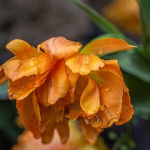 TULIPA ORCA, TULIPANO ORCA, GRUPPO DOPPIO, LILIACAEAE - 7551