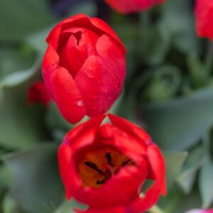 TULIPA OXFORD, TULIPANO OXFORD, GRUPPO DARWIN, LILIACAEAE - 7542