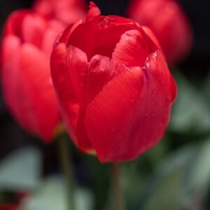 TULIPA OXFORD, TULIPANO OXFORD, GRUPPO DARWIN, LILIACAEAE - 7544