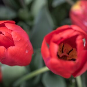 TULIPA OXFORD, TULIPANO OXFORD, GRUPPO DARWIN, LILIACAEAE - 7543