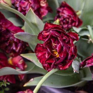 TULIPA PAARS, TULIPANO PAARS, GRUPPO TRIONFO, LILIACAEAE - 7458
