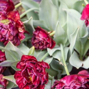 TULIPA PAARS, TULIPANO PAARS, GRUPPO TRIONFO, LILIACAEAE - 7459