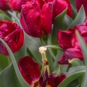TULIPA PALLADA, TULIPANO PALLADA, GRUPPO TRIONFO, LILIACAEAE - 7666