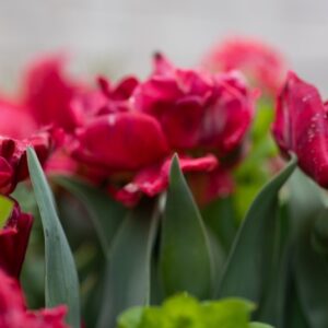 TULIPA PAMPLONA, TULIPANO PAMPLONA, GRUPPO DOPPIO, LILIACAEAE - 7613