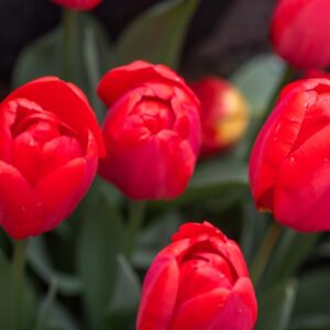 TULIPA PARADE, TULIPANO PARADE, GRUPPO DARWIN, LILIACAEAE - 7546