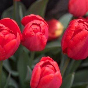 TULIPA PARADE, TULIPANO PARADE, GRUPPO DARWIN, LILIACAEAE - 7547