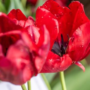 TULIPA RED MODEL, TULIPANO RED MODEL, GRUPPO SINGOLO, LILIACAEAE - 7534