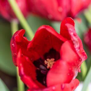 TULIPA RED MODEL, TULIPANO RED MODEL, GRUPPO SINGOLO, LILIACAEAE - 7536