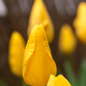 TULIPA ROI DU MIDI, TULIPANO ROI DU MIDI, GRUPPO SINGOLO, LILIACAEAE - 7530