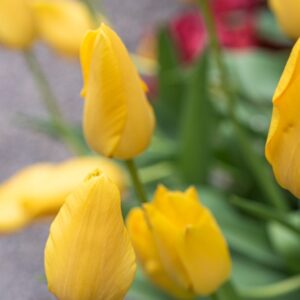 TULIPA ROI DU MIDI, TULIPANO ROI DU MIDI, GRUPPO SINGOLO, LILIACAEAE - 7531