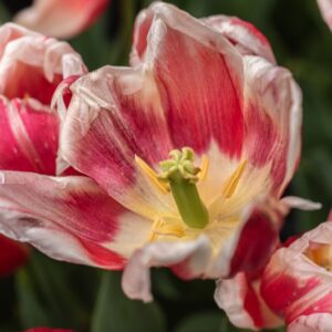 TULIPA ROMAN EMPIRE, TULIPANO ROMAN EMPIRE, GRUPPO TRIONFO, LILIACAEAE - 7680
