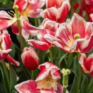 TULIPA ROMAN EMPIRE, TULIPANO ROMAN EMPIRE, GRUPPO TRIONFO, LILIACAEAE - 7681
