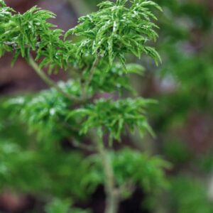 ACER PALMATUM - RIBESFOLIUM - ACERACEAE - 1601