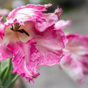 TULIPA SILVER PARROT, TULIPANO SILVER PARROT, GRUPPO PAPPAGALLO, LILIACAEAE - 7641