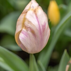 TULIPA SUNNY PRINCE, TULIPANO SUNNY PRINCE, GRUPPO SINGOLO, LILIACAEAE-7528