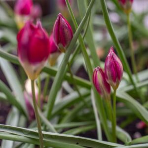 TULIPA TURKESTANICA, TULIPANO TURKESTANICA, GRUPPO BOTANICO, LILIACAEAE - 7635