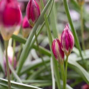 TULIPA TURKESTANICA, TULIPANO TURKESTANICA, GRUPPO BOTANICO, LILIACAEAE - 7636
