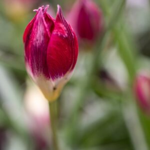 TULIPA TURKESTANICA, TULIPANO TURKESTANICA, GRUPPO BOTANICO, LILIACAEAE- 7637