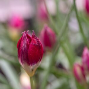 TULIPA TURKESTANICA, TULIPANO TURKESTANICA, GRUPPO BOTANICO, LILIACAEAE - 7638