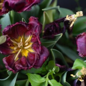 TULIPA VERSACE, TULIPANO VERSACE, GRUPPO CRISPA, LILIACAEAE - 7700