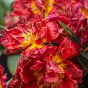 TULIPA VIKING, TULIPANO VIKING, GRUPPO DOPPIO, LILIACAEAE - 7539