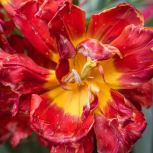 TULIPA VIKING, TULIPANO VIKING, GRUPPO DOPPIO, LILIACAEAE - 7540