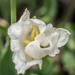 TULIPA WHITE LIBERSTAR, TULIPANO WHITE LIBERSTAR, GRUPPO CORONET, LILIACAEAE - 7656