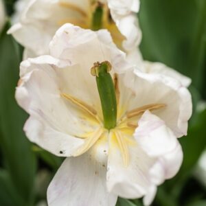 TULIPA WHITE PRINCE, TULIPANO WHITE PRINCE, GRUPPO TRIONFO, LILIACAEAE - 7686