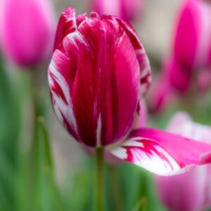 TULIPA, TULIPANO, GRUPPO TRIONFO, LILIACAEAE - 7476