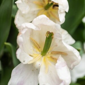 TULIPA WHITE PRINCE, TULIPANO WHITE PRINCE, GRUPPO TRIONFO, LILIACAEAE - 7687