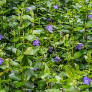 Vinca Major, Pervinca maggiore, Apocynaceae