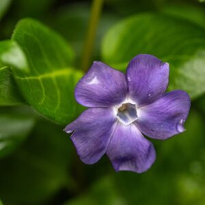 Vinca Major, Pervinca maggiore, Apocynaceae