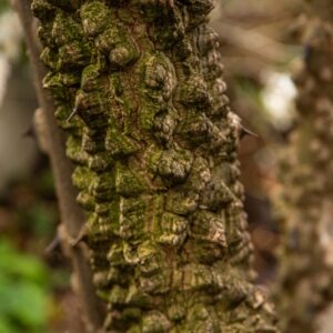 Zanthoxylum americanum, Mill, Frassino spinoso, Common prickly-ash, Rutaceae, America nord orientale