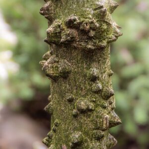 Zanthoxylum americanum, Mill, Frassino spinoso, Common prickly-ash, Rutaceae, America nord orientale
