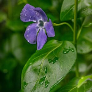 Vinca Major, Pervinca maggiore, Apocynaceae