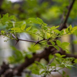 Zanthoxylum americanum, Mill, Frassino spinoso, Common prickly-ash, Rutaceae, America nord orientale