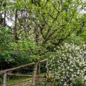 Zanthoxylum americanum, Mill, Frassino spinoso, Common prickly-ash, Rutaceae, America nord orientale